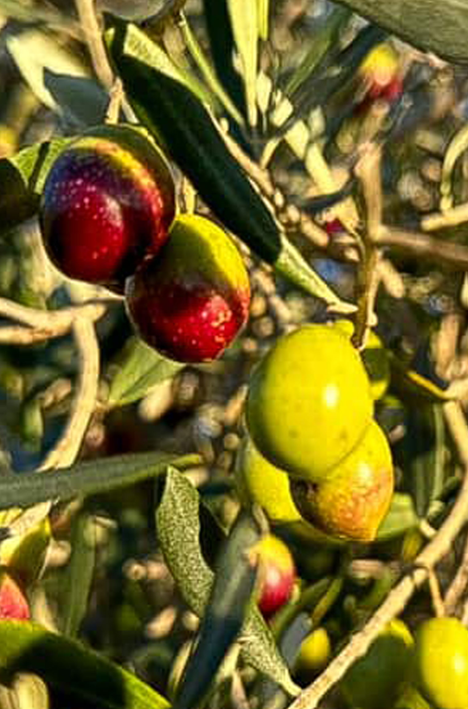 OLYV - NOTRE HUILE D’OLYV