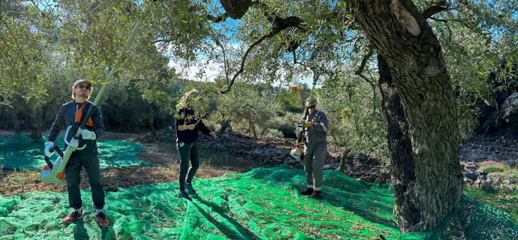 OLYV - NOTRE  SAVOIR FAIRE