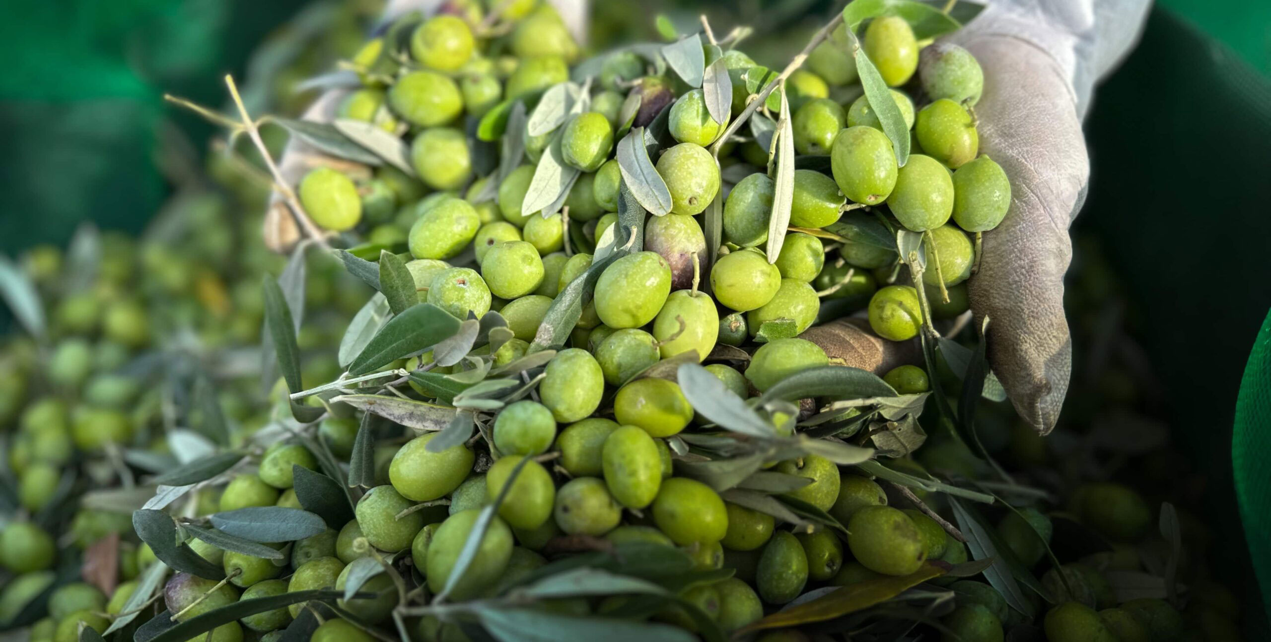 OLYV - NOTRE  SAVOIR FAIRE