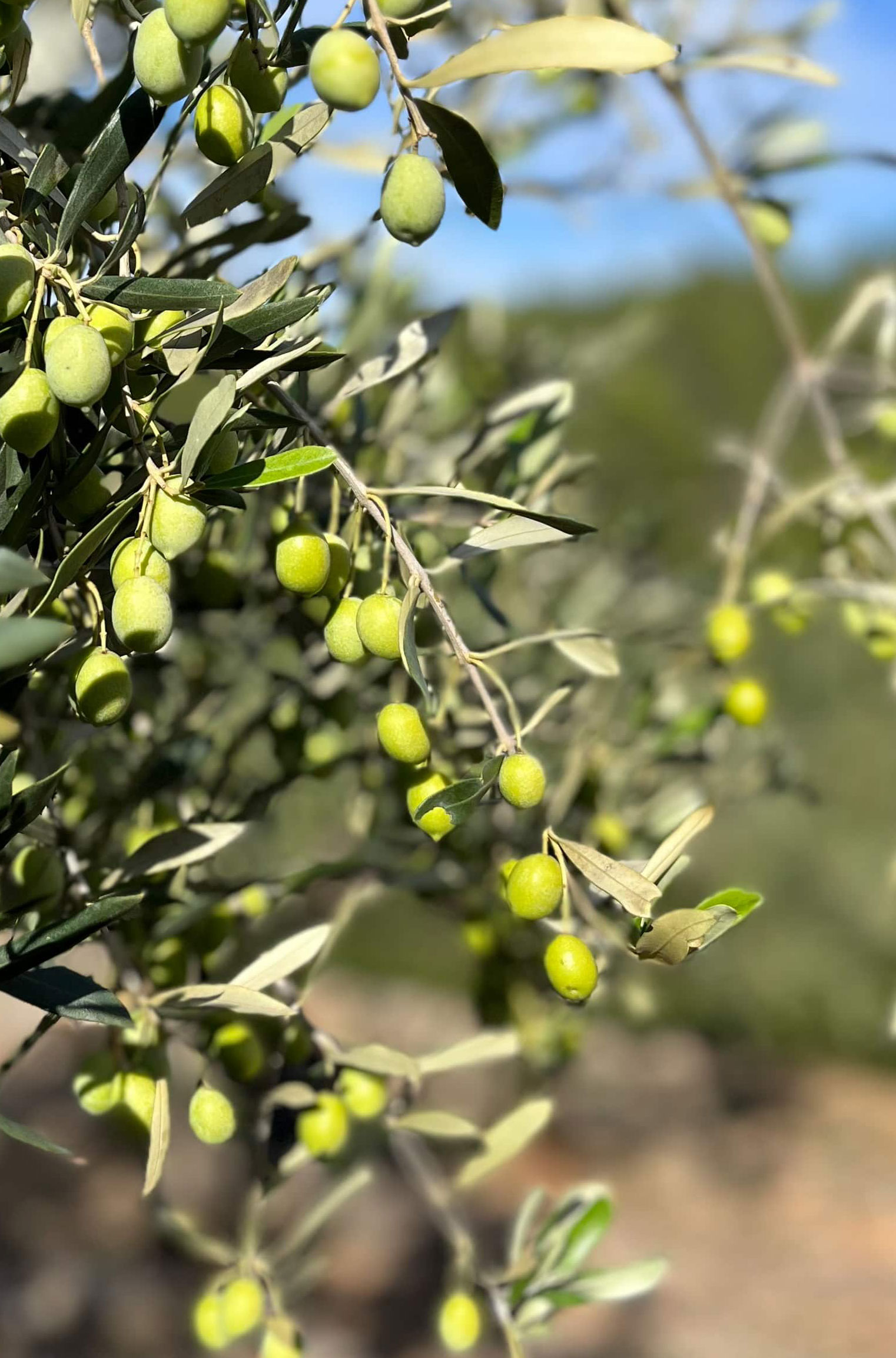 OLYV - NOTRE HUILE D’OLYV