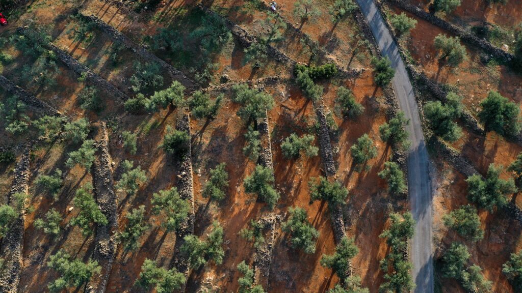 OLYV - Notre oliveraie