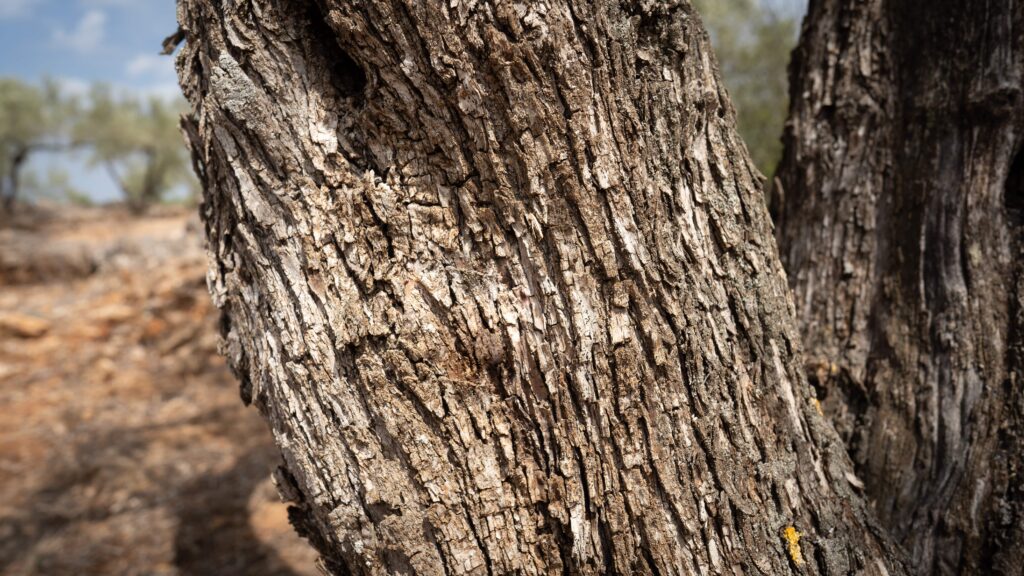 OLYV - Notre oliveraie