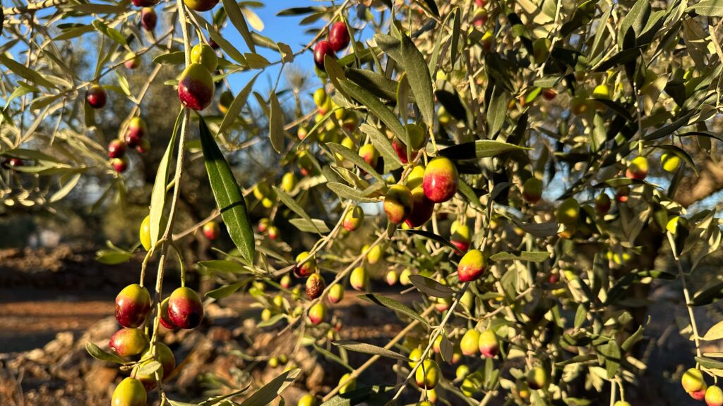 OLYV - Notre oliveraie