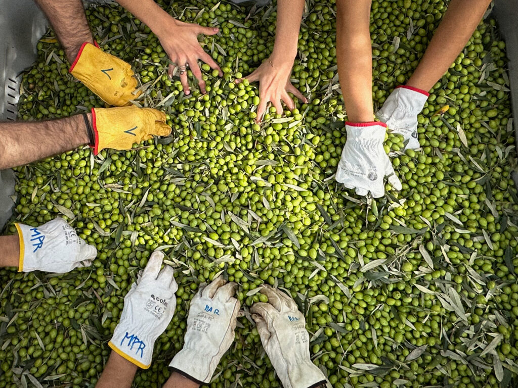 OLYV - NOTRE  SAVOIR FAIRE