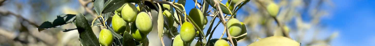 OLYV - NOTRE HUILE D’OLYV