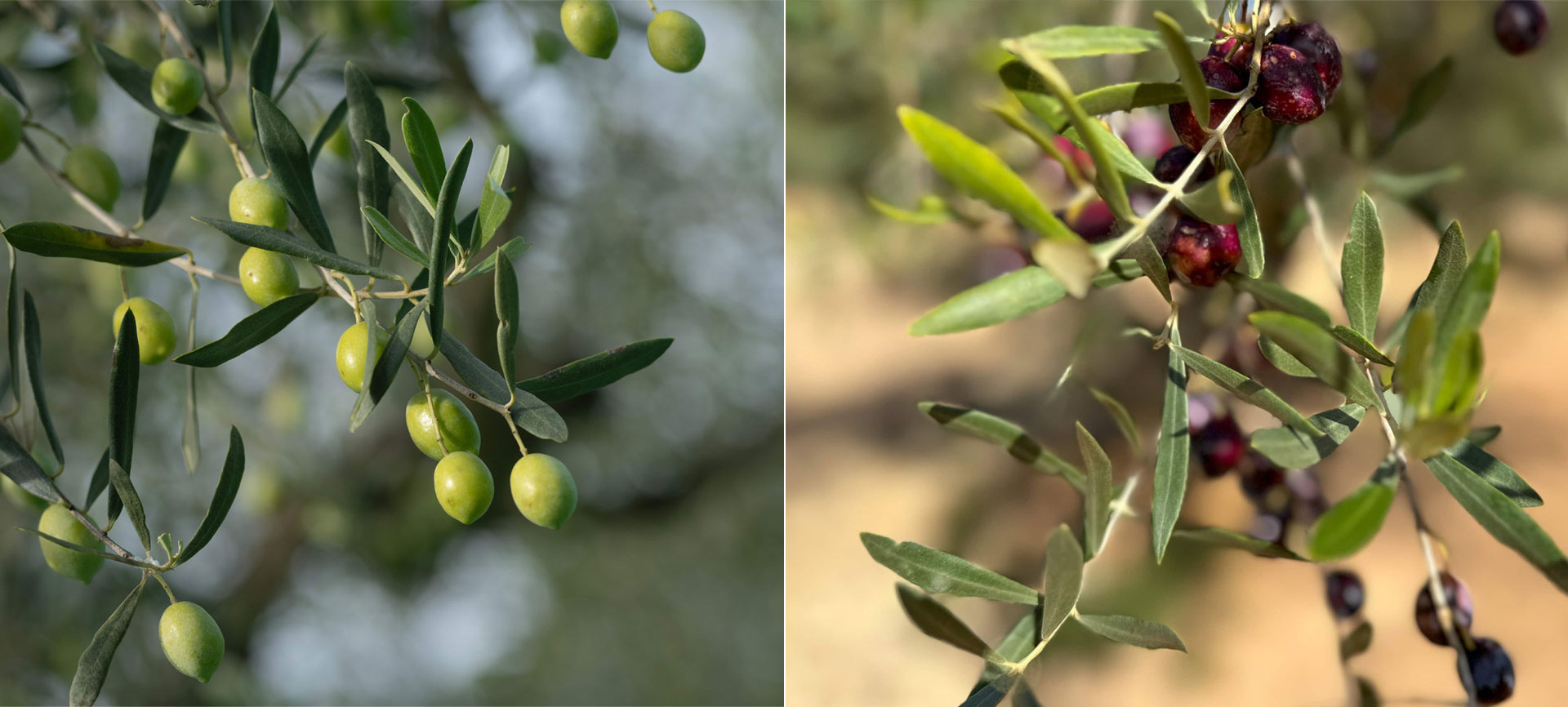 OLYV - NOTRE HUILE D’OLYV