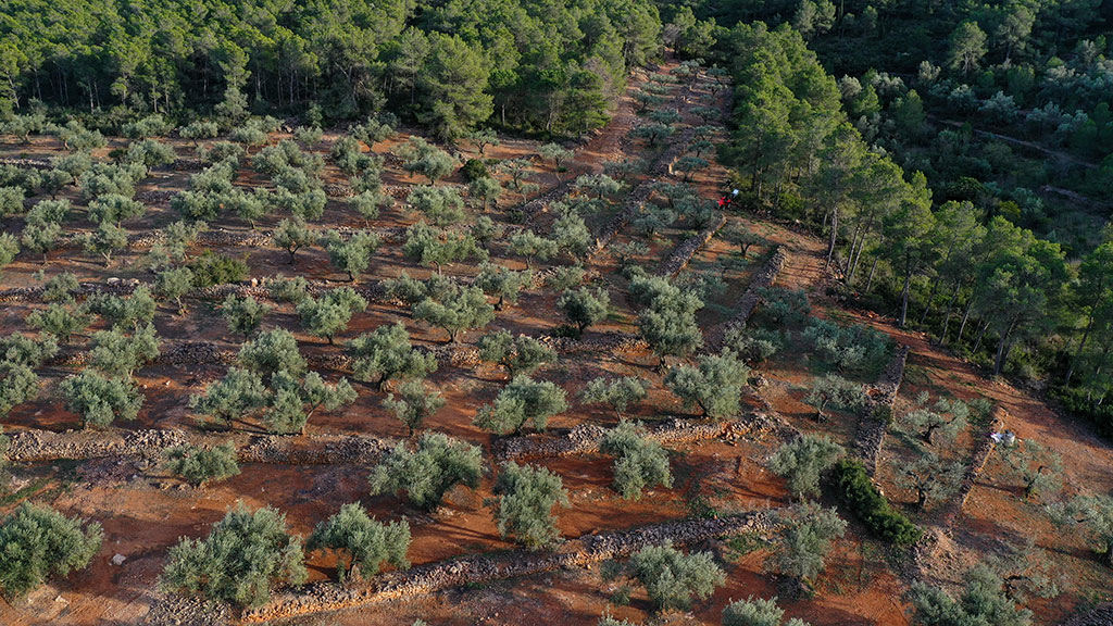 OLYV - NOTRE  SAVOIR FAIRE