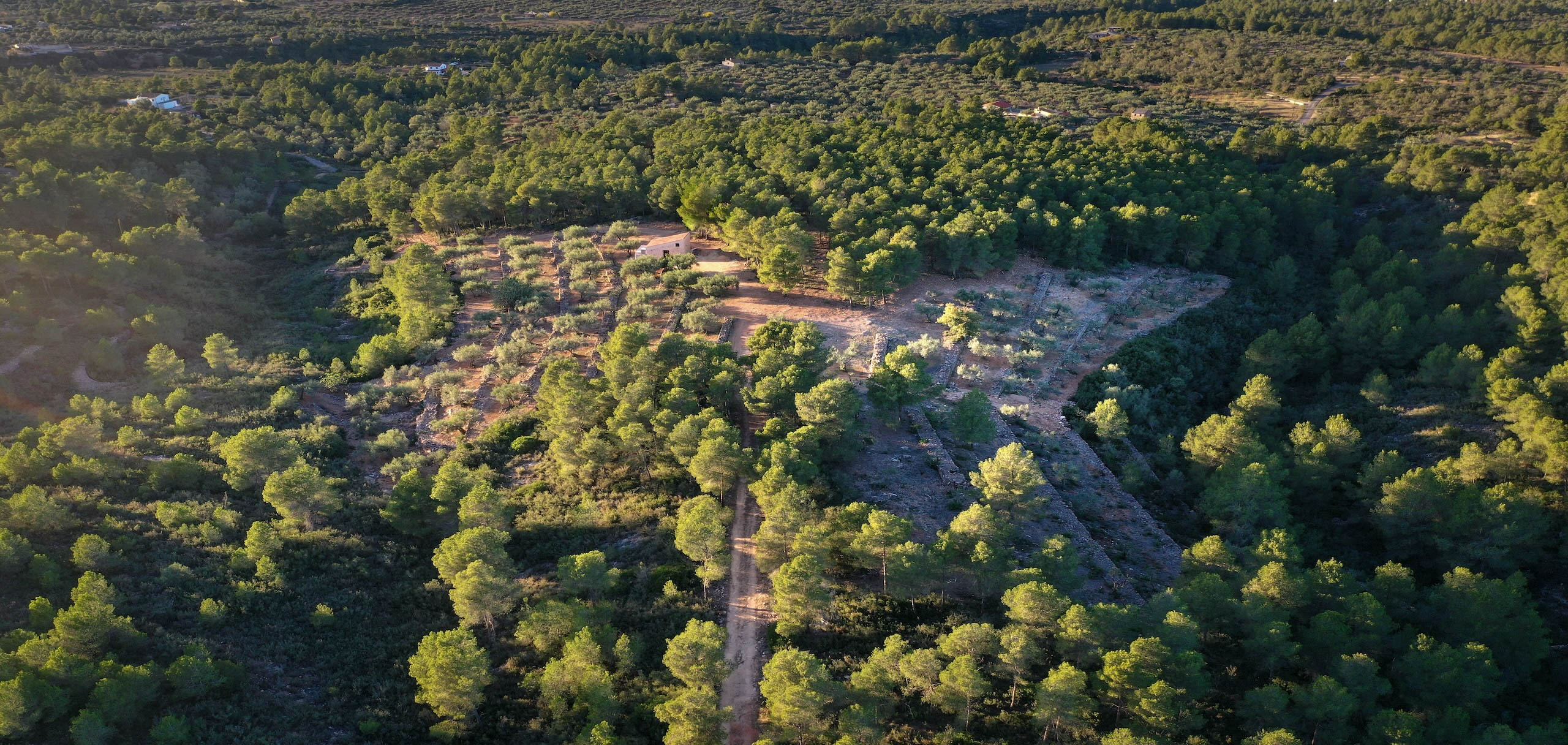 OLYV - Notre oliveraie