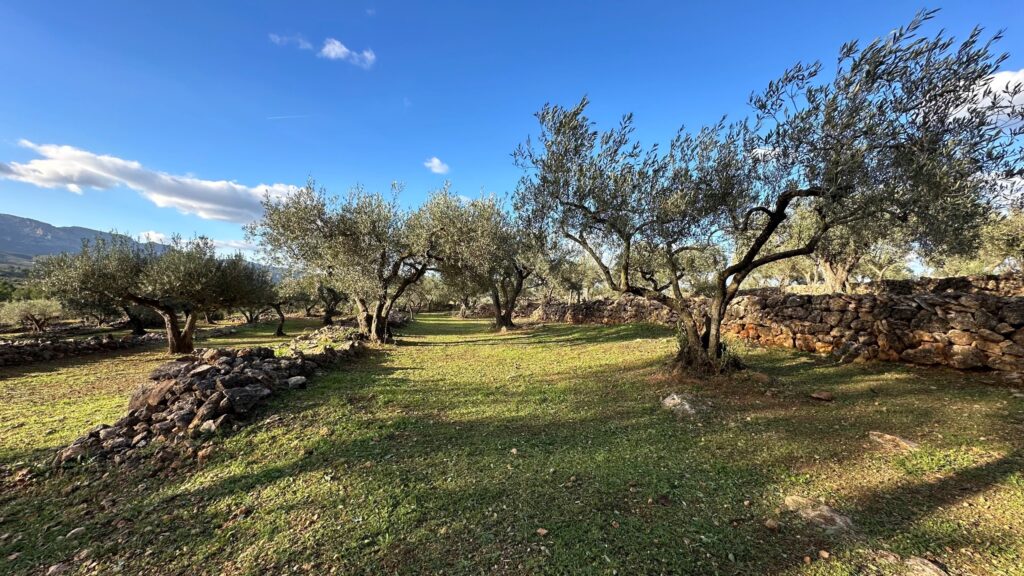 OLYV - Notre oliveraie